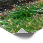 Poster Réflexion du Héron bleu (Coin)