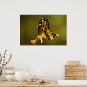 Poster Réflexion majestueuse