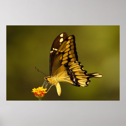 Poster Réflexion majestueuse (Devant)