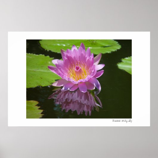 Poster Réflexion rose (Devant)