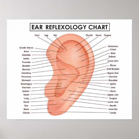 Poster Réflexologie de l'oreille 20" x 16", (Matte (Devant)