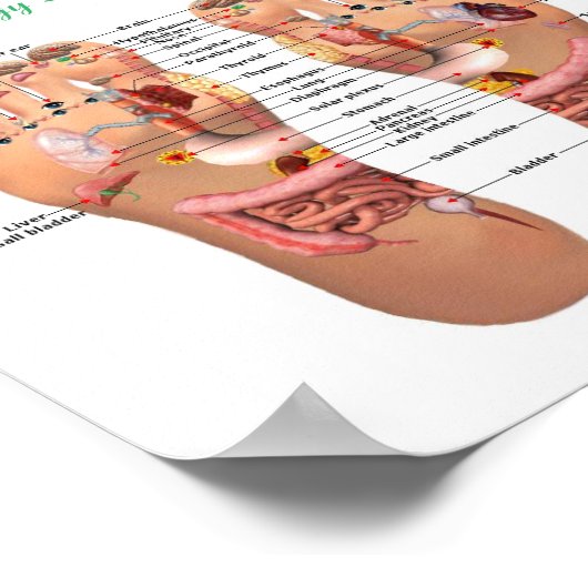 Poster réflexologie des pieds 8x7 pouces (Coin)