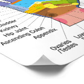 Poster Réflexologie manuelle 16x11" (Coin)