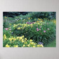 Refloroming Daylily Gardens Rainy Day