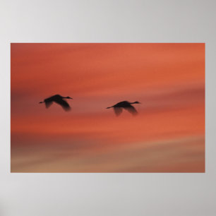 Poster Refuge faunique de Bosque del Apache Nouveau-Mex