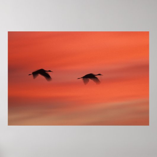 Poster Refuge faunique de Bosque del Apache | Nouveau-Mex (Devant)
