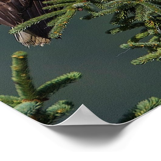 Poster Regal Bald Eagle (Coin)