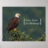 Poster Regal Bald Eagle (Devant)