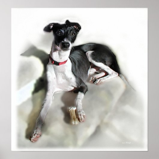 Poster Regal Iggie (Devant)