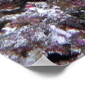 Poster Regal Lionfish (Coin)