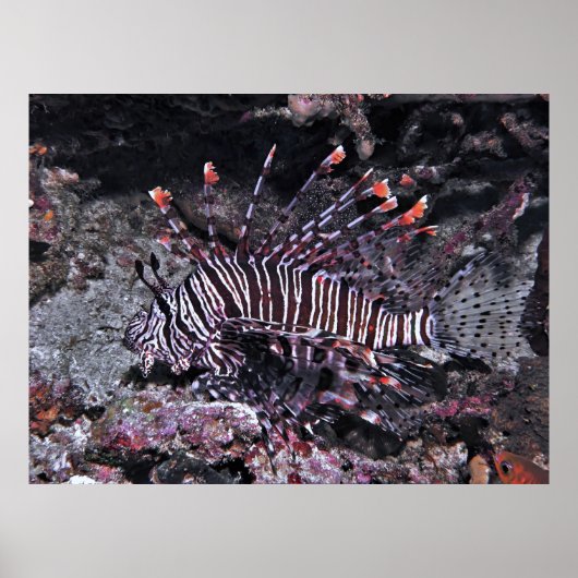 Poster Regal Lionfish (Devant)