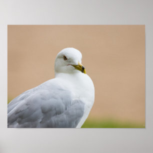 Poster Regard