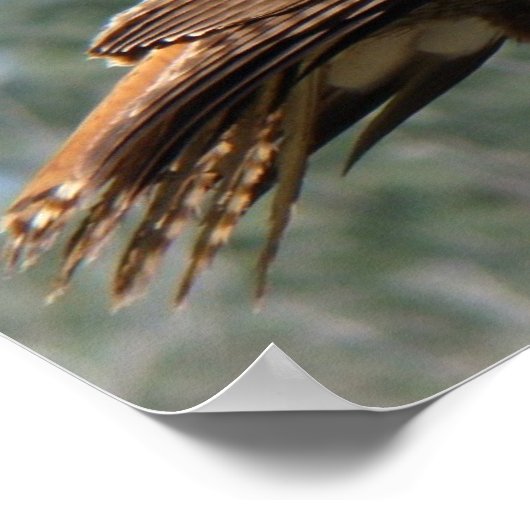 Poster Regard à queue rouge (Coin)