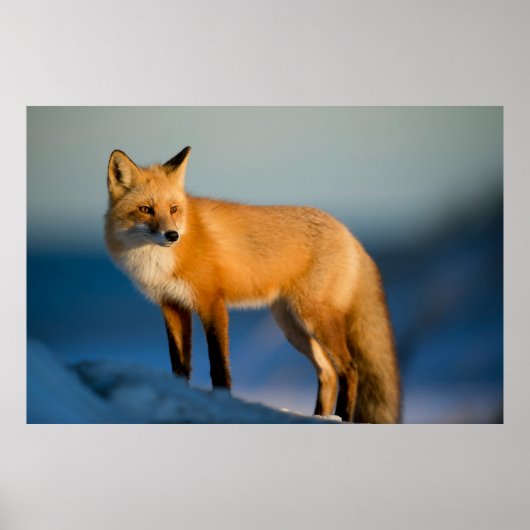Poster “Regard de renard doré” (Devant)