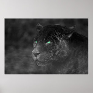 Poster Regard d'émeraude de Jaguars noirs