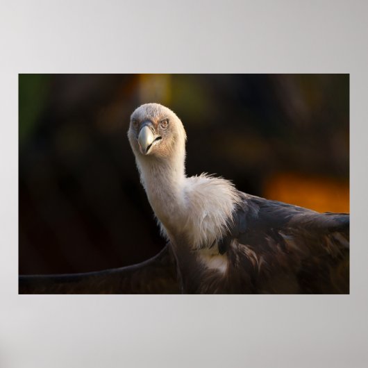 Poster Regard du Vautour (Devant)