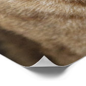 Poster Regard intense : Gros plan d'un Lynx (Coin)