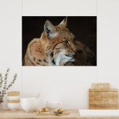 Poster Regard intense : Gros plan d'un Lynx (Cuisine)