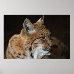 Poster Regard intense : Gros plan d'un Lynx