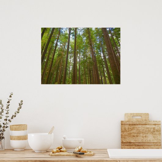 Poster Regard sur la forêt ancienne (Cuisine)