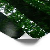 Poster Regard sur les arbres d'été (Coin)