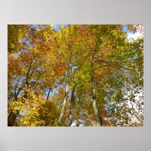 Poster Regard sur les feuilles d'automne III Foliage colo (Devant)