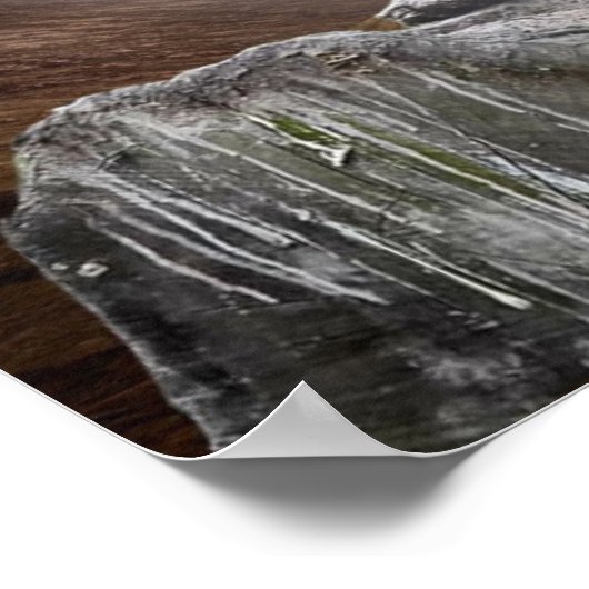 Poster Regard sur Wolf (Coin)