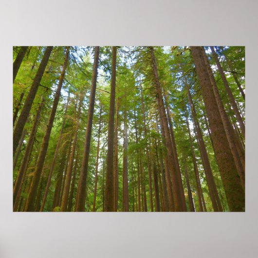 Poster Regard vers la forêt ancienne (Devant)