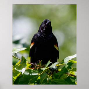 Poster Regardant
