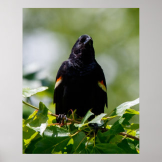 Poster Regardant