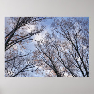 Poster Regardant les arbres d'hiver le matin