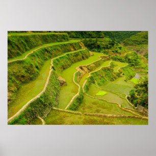 Poster Regardant les rizières