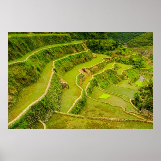 Poster Regardant les rizières (Devant)