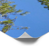 Poster Regardant vers Mariposa Grove (Coin)