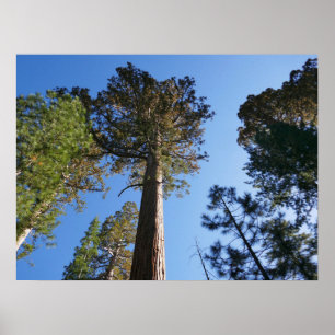 Poster Regardant vers Mariposa Grove