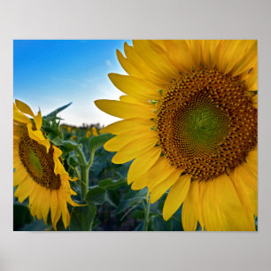 Poster Regarde plus près