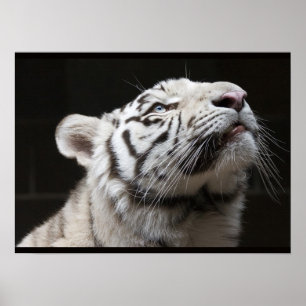 Poster Regardez à la lumière !