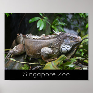 Poster Regardez-moi Lizard Singapore Zoo Holiday