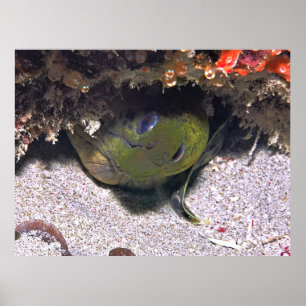 Poster Regardez un Boo Moray