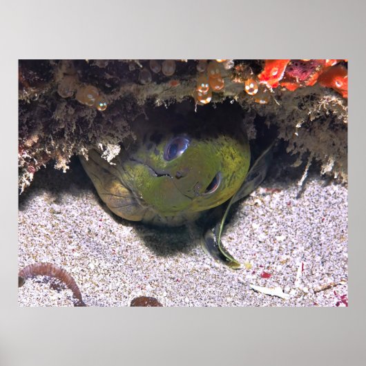 Poster Regardez un Boo Moray (Devant)