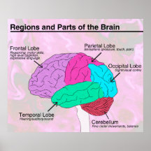 Régions et parties du cerveau
