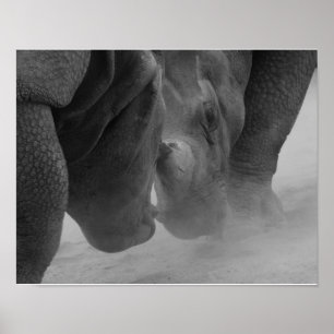 Poster Réglage des rhinocéros
