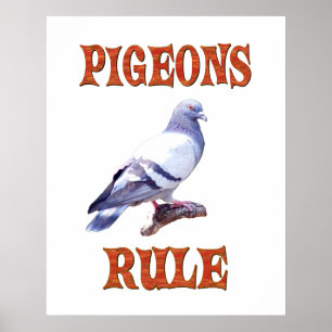 Poster Règle de pigeons