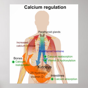Poster Règlement de calcium dans le diagramme de corps
