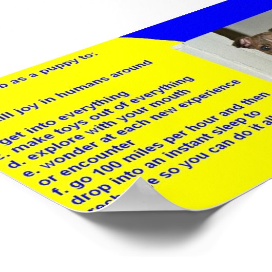 POSTER RÈGLES DE PUPPY (Coin)