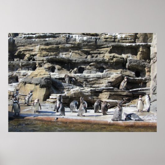 Poster Regroupement des Manchots (Devant)