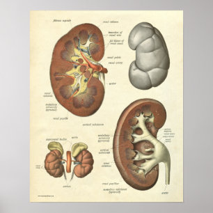 Poster Rein humain vintage d'impression d'anatomie