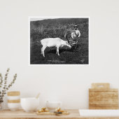 Poster Reindeer & Eskimo Alaska 1920 (Cuisine)