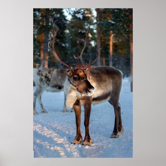 Poster Reindeer neige Montagne Joli paysage (Devant)
