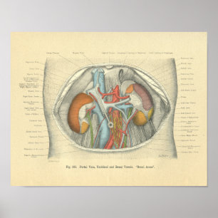 Poster Reins vintages d'abdomen d'anatomie de Frohse